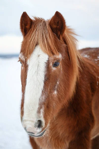 Häst i vinter tittar in avståndet — Stockfoto