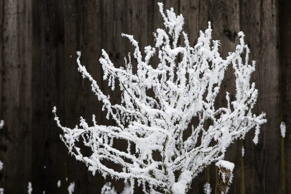 Сніговий покрив рослини взимку — стокове фото