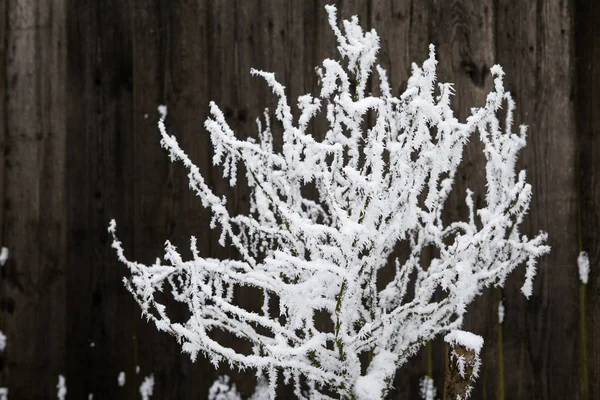 Snow covered plant in winter