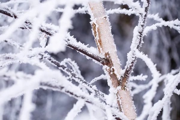 Белоснежная береза зимой — стоковое фото
