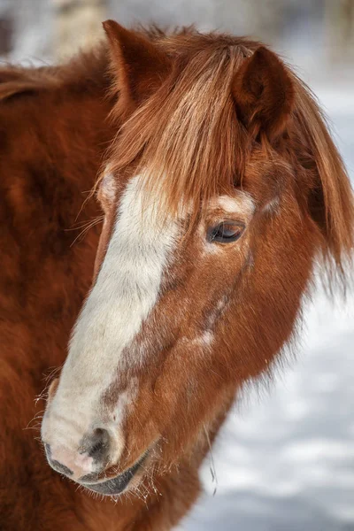 Cavallo in inverno guardando in lontananza — Foto Stock