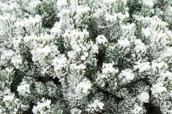 Ramo de pinheiro com agulhas longas cobertas com geada. Natal. — Fotografia de Stock