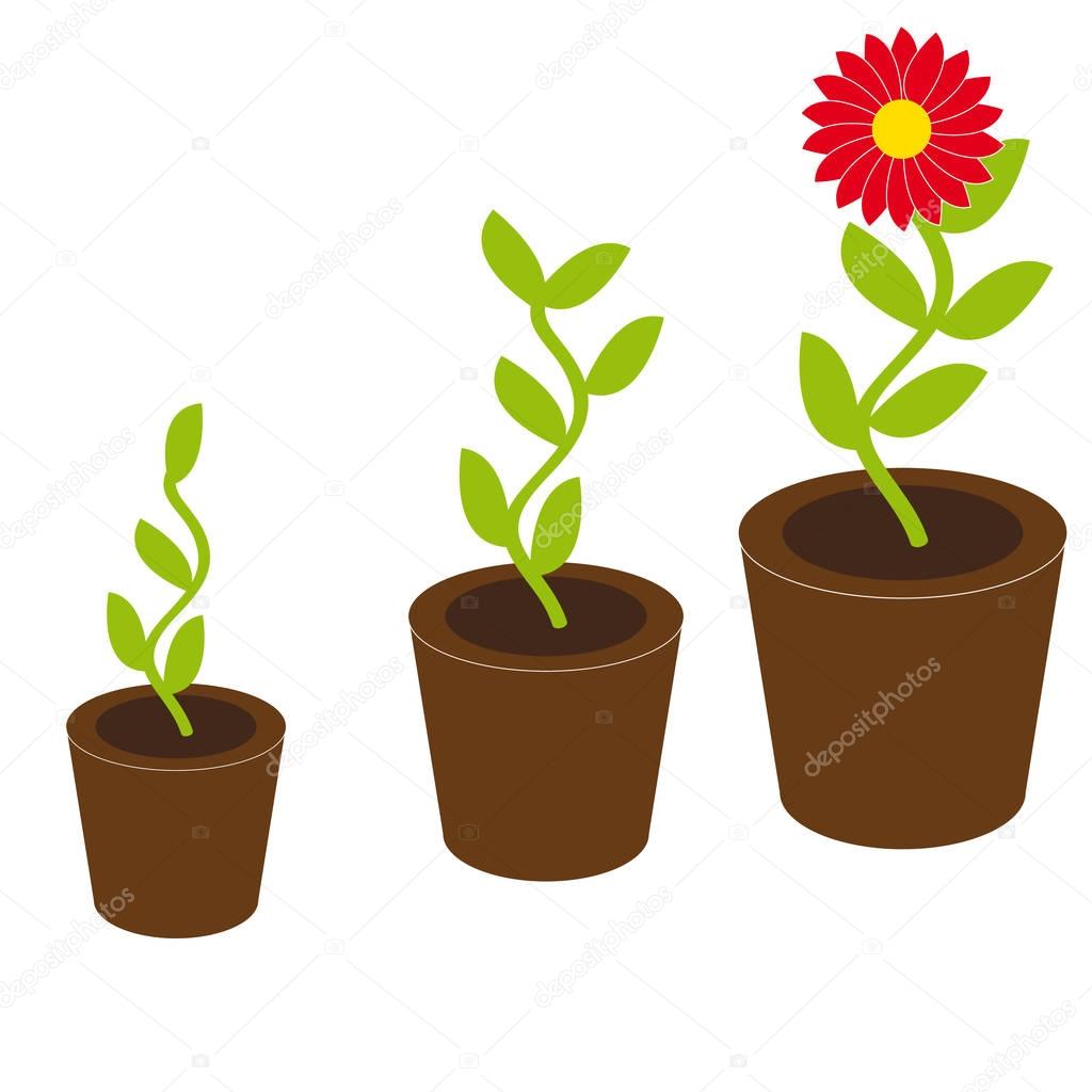 Growing flower on white background