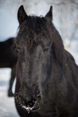 Mera kışın genç be ata