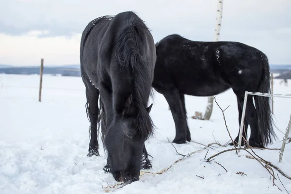 Fríský koně na pastvině v zimě — Stock fotografie