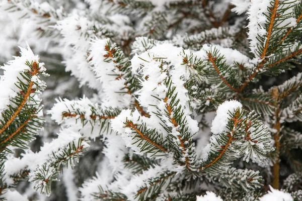 Ветви ели покрыты морозом. Рождественская елка с ирисками — стоковое фото