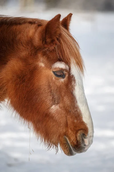 Brun sovande häst i vinter — Stockfoto