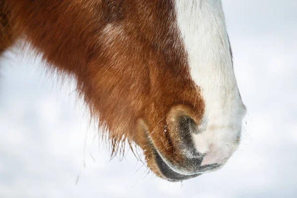 Nosní dírky koně v zimě — Stock fotografie