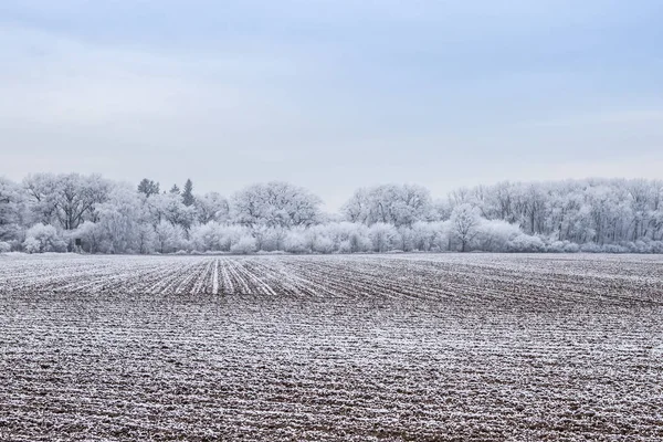 Зимовий пейзаж із замороженими деревами у полі та блакитним небом — стокове фото