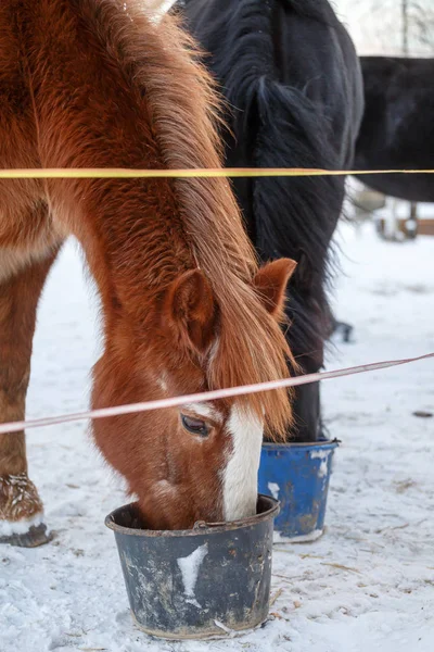 Feeding of horses in  pasture — Stock Photo, Image