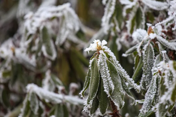 Χιονισμένο φυτό το χειμώνα — Φωτογραφία Αρχείου