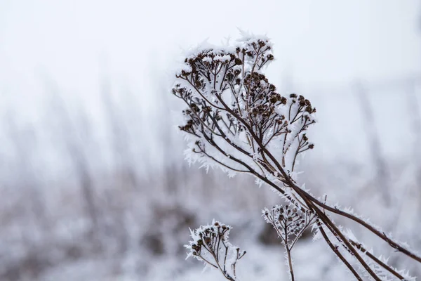 Snötäckt växt på vintern — Stockfoto