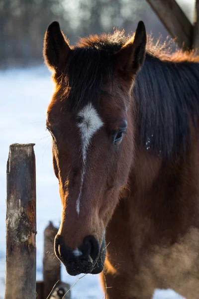 Foto av häst i vinter på bete — Stockfoto