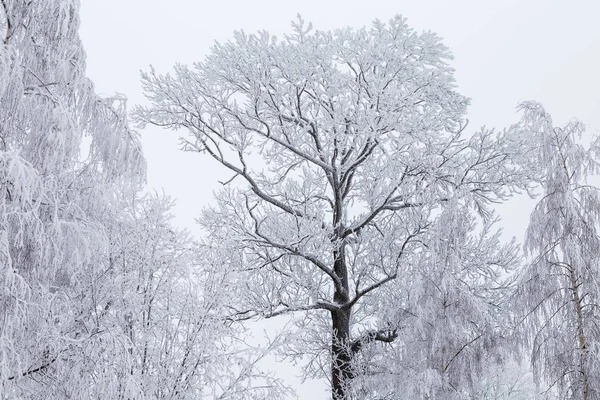 Jeges téli fák ég — Stock Fotó