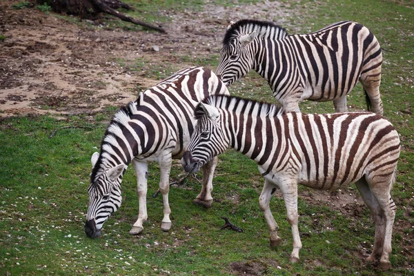 Três zebras pastando em pasto — Fotografia de Stock