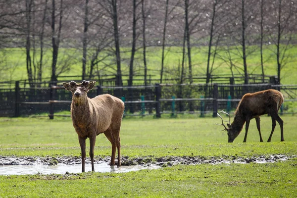 Cerf debout dans l'arrosoir et regardant au loin — Photo