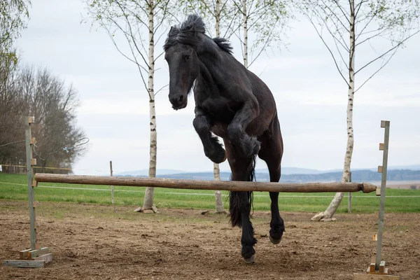 Saltando cavalo friesiano — Fotografia de Stock