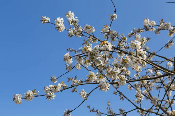 Virágzás cseresznye fotó. Kertészet-fák — Stock Fotó