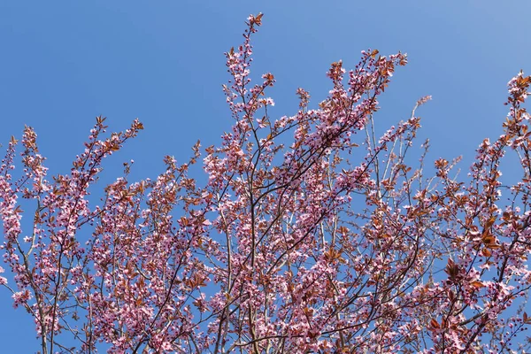 Virágzás cseresznye fotó. Kertészet-fák — Stock Fotó