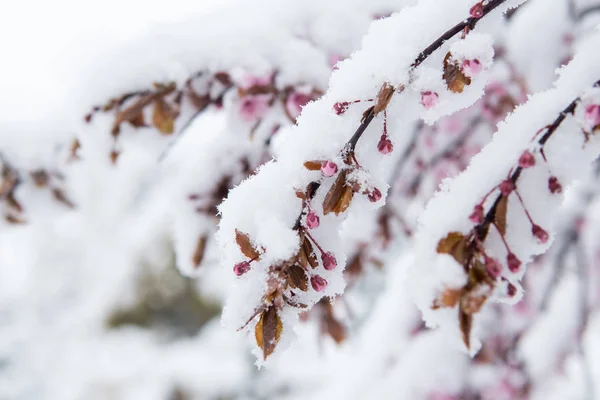 Фото снежных растений зимой . — стоковое фото
