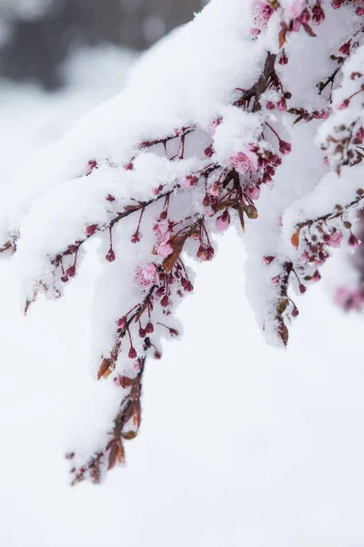 Фото снежных растений зимой . — стоковое фото