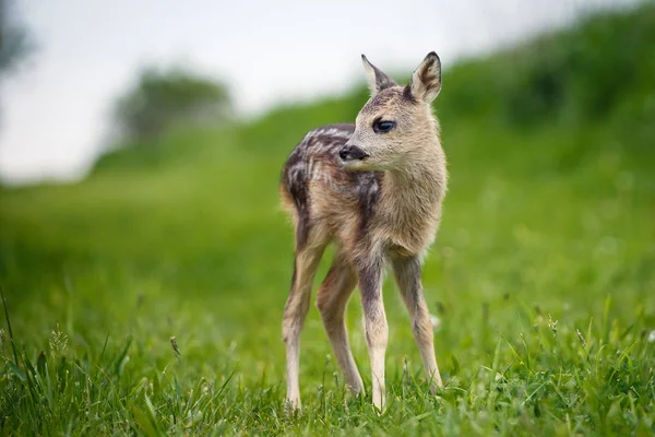 Молодой дикий олень в траве, Capreolus capreolus. Новорожденная икра — стоковое фото