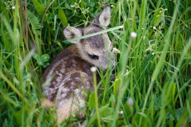 Genç geyik bir çayır üzerinde yalan. Yaz fauna ve flora