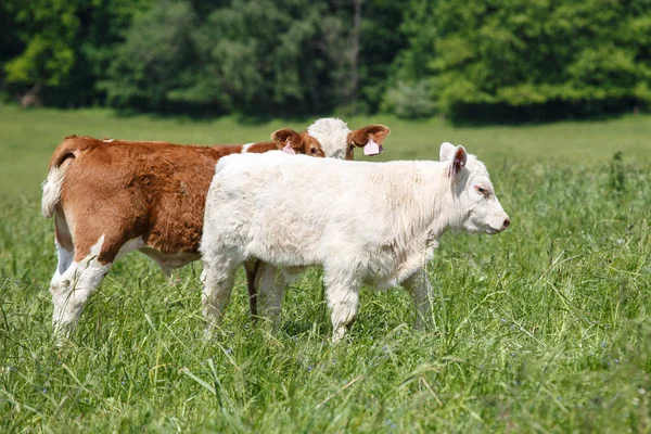Two calves grazing on pasture. Nature fauna and flora. — Stock Photo, Image