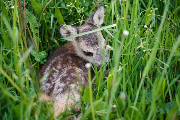 Genç geyik bir çayır üzerinde yalan. Yaz fauna ve flora — Stok fotoğraf