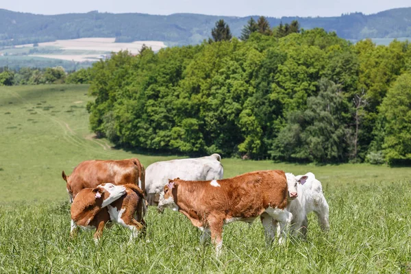 A herd of cows with calves and bulls grazing on the pasture. Nature fauna and flora. — Stock Photo, Image