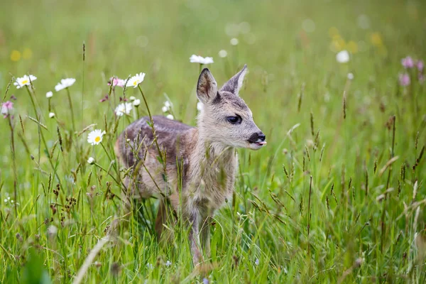 Çiçek açan çayır üzerinde duran genç geyik. Yaz fauna ve flora.