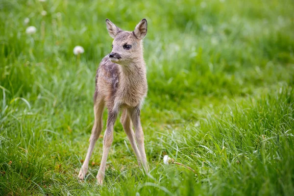 Young fawn standing in grass. Summer fauna and flora. — Stock Photo, Image