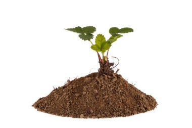 Kil beyaz bir arka plan üzerinde izole bir tepe üzerinde büyüyen bir çilek bitki fotoğraf