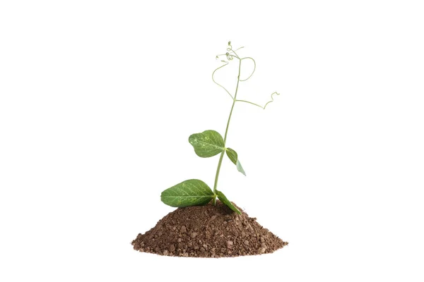 Foto einer Erbsenpflanze, die auf einem Hügel aus Lehm wächst, isoliert auf weißem Hintergrund — Stockfoto