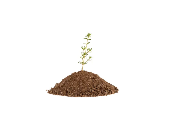 Foto einer Majoranpflanze, die auf einem Hügel aus Ton wächst, isoliert auf weißem Hintergrund — Stockfoto