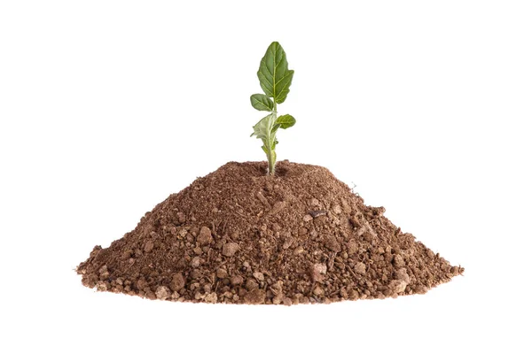 Foto de una planta de tomate creciendo en una colina de arcilla aislada sobre un fondo blanco — Foto de Stock