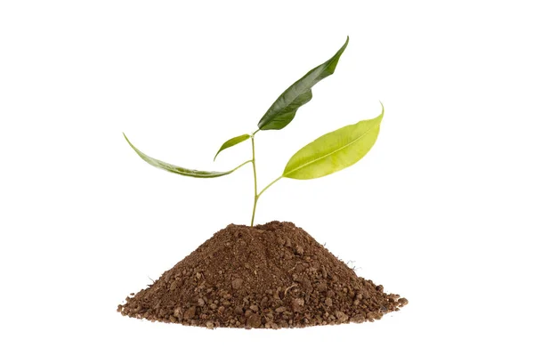 Foto einer Pflanze, die auf einem Hügel aus Lehm wächst, isoliert auf weißem Hintergrund — Stockfoto