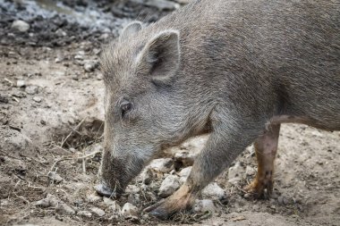 Yaban domuzu natute içinde 