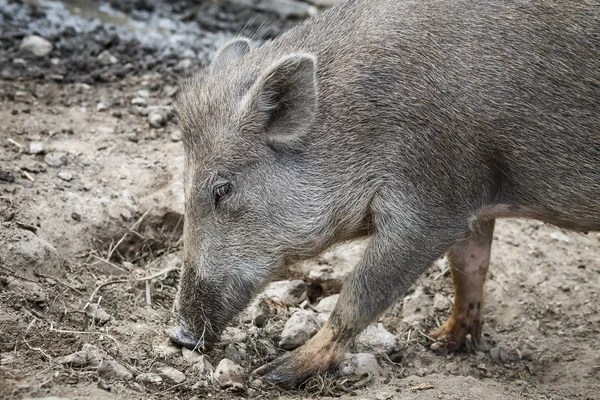 Yaban domuzu natute içinde 