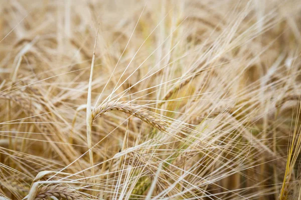 Wheat field. Ears of wheat close up. Background of ripening ears of meadow wheat field. Rich harvest concept.