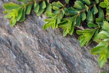 Fotoğraf yeşil bitki - Bahçe