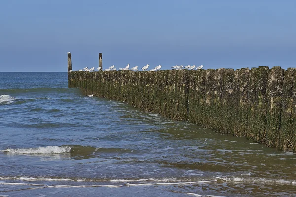Rows of poles of breakwater — Stock Photo, Image