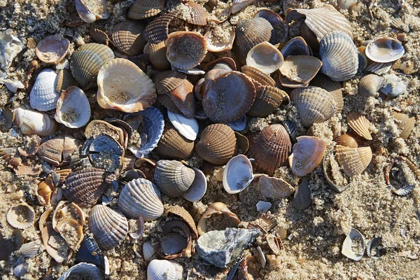 Auswahl an Muscheln am Strand — Stockfoto