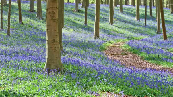 Manhã mágica na floresta de Halle com flores de sino azul, Halle, Bélgica — Vídeo de Stock