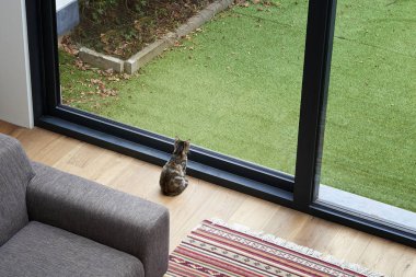 Kedi dışında sonbahar gecesi Garden'da seyir