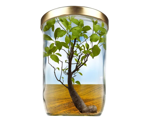 Concept for growing, ecology or zero waste — Stock Photo, Image