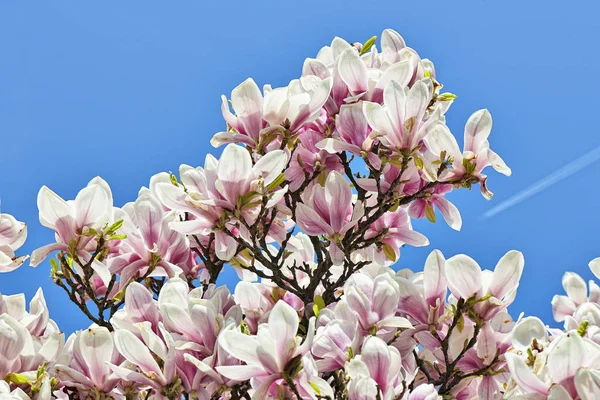 Beautifull Magnolia drzewa i kwiaty w Wielkanoc — Zdjęcie stockowe