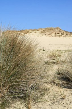 Doğal otlar ve bitkiler üzerinde kum tepeleri