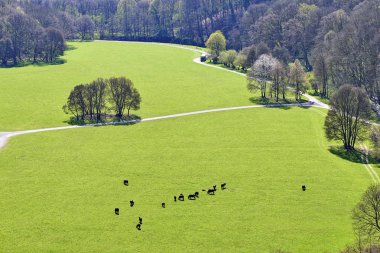 Yeşil çim yeme Buffle düz üzerinde