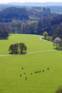 Yeşil çim yeme Buffle düz üzerinde